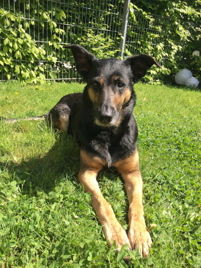 Tiergestützte Pädagogik